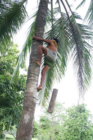 image Recolector de vino de Palma, Jogyakarta, Indonesia