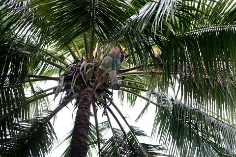 image Recolector de vino de Palma, Jogyakarta, Indonesia