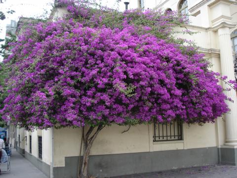 image Jacarandá, Jujuy, Argentina