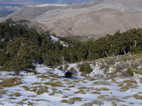 image Vistas del Pinsapar de la Cañada del Cuerno, Sierra de Las Nieves, Málaga