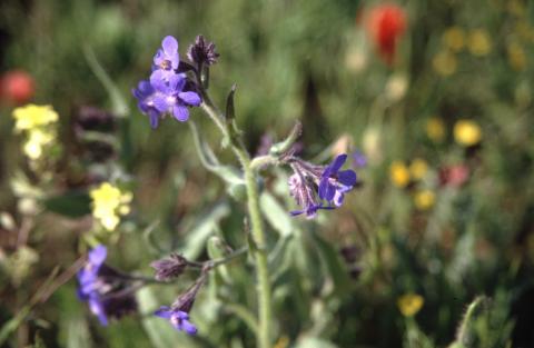 image Chupamieles (Anchusa azurea)