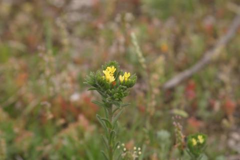 image Neatostema apulum