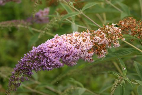 image Buddleja davidi rosa