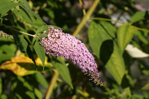 image Buddleja davidi rosa