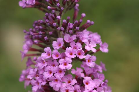 image Buddleja davidi rosa