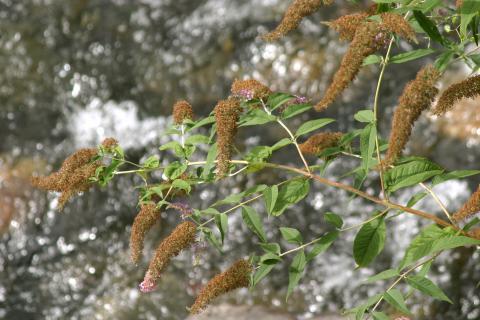 image Buddleja davidi rosa