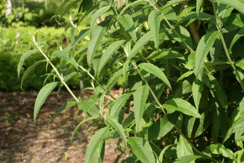 image Buddleja davidi rosa