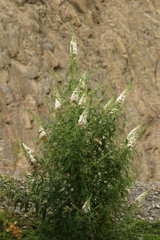 image Buddleja davidi blanca