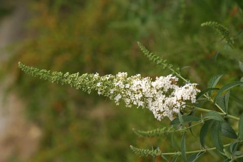 image Buddleja davidi blanca