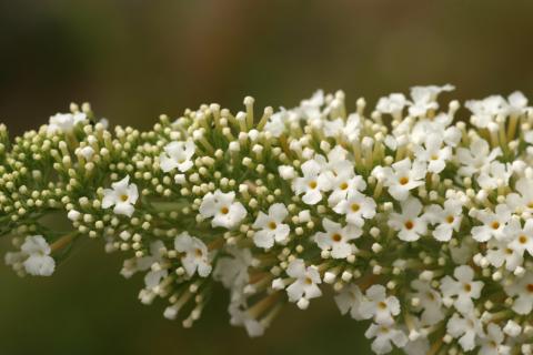 image Buddleja davidi blanca
