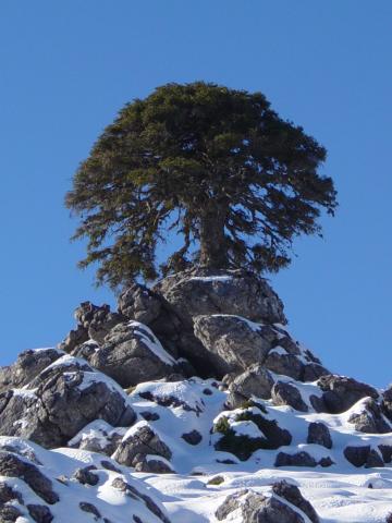 image Pinsapo de forma redonda, Sierra de las Nieves, Málaga
