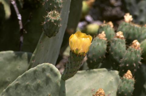 image Chumbera (Opuntia ficus-indica)