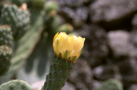 image Chumbera (Opuntia ficus-indica)