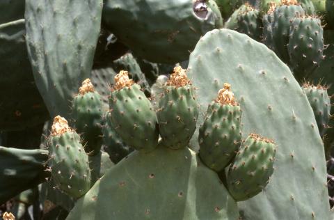 image Chumbera (Opuntia ficus-indica)