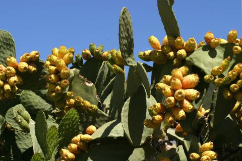 image Chumbera (Opuntia ficus-indica)