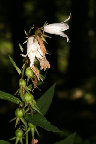 image Campanula latifolia