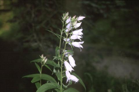 image Campanula latifolia