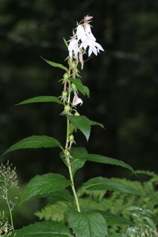 image Campanula latifolia