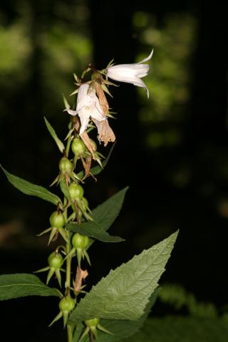image Campanula latifolia