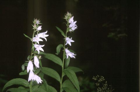 image Campanula latifolia