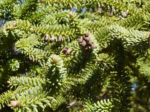 image Hojas y conos florales masculinos de pinsapo, Sierra de las Nieves, Málaga
