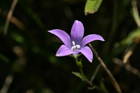 image Campanula patula