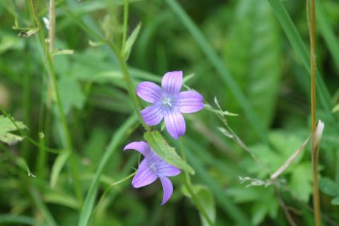 image Campanula patula