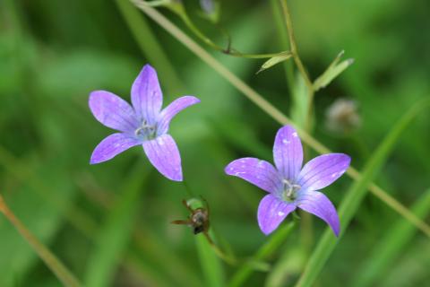 image Campanula patula