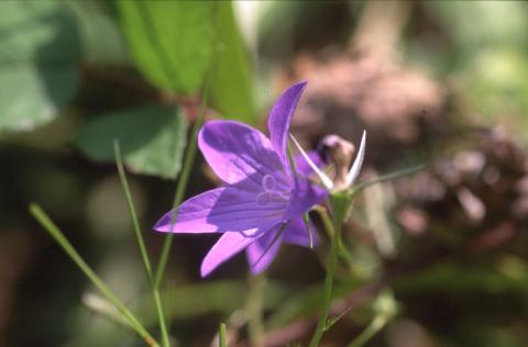 image Campanula patula
