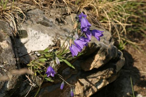 image Campanilla alpina (Campanula scheuchzeri)