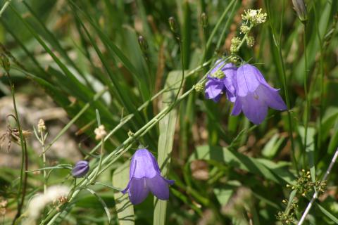image Campanilla alpina (Campanula scheuchzeri)