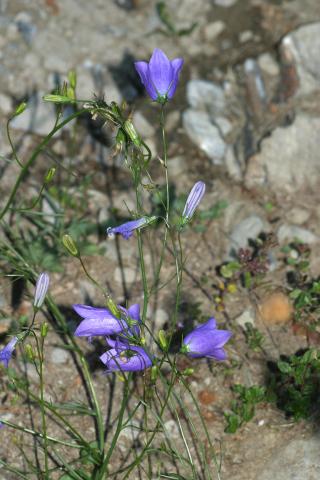 image Campanilla alpina (Campanula scheuchzeri)