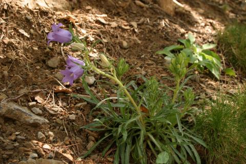 image Campanilla grande - Pajarillos (Campanula speciosa)