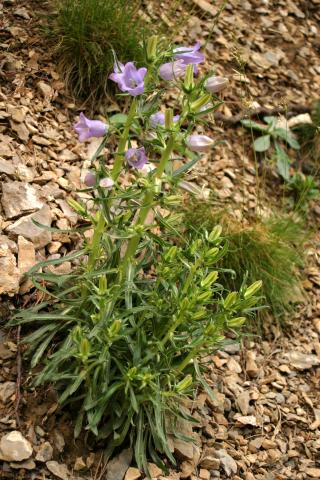 image Campanilla grande - Pajarillos (Campanula speciosa)
