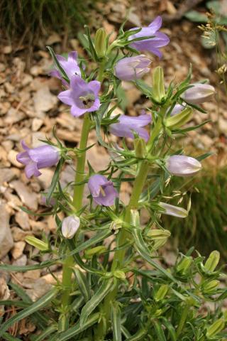 image Campanilla grande - Pajarillos (Campanula speciosa)