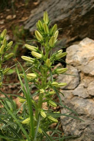 image Campanilla grande - Pajarillos (Campanula speciosa)
