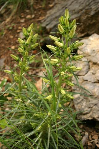 image Campanilla grande - Pajarillos (Campanula speciosa)