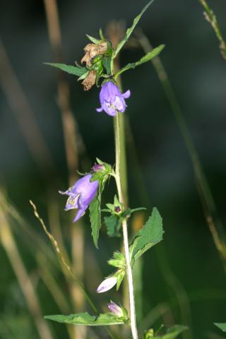 image Campanula trachelium