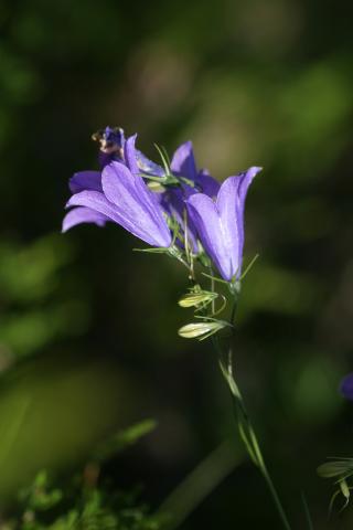 image Campanula sp.
