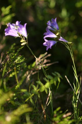 image Campanula sp.