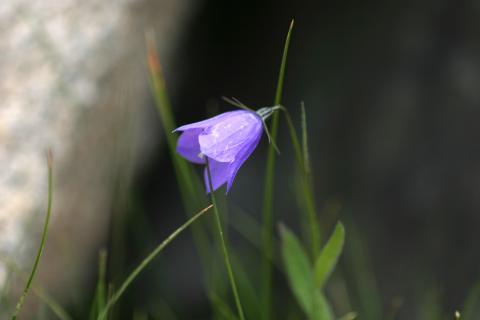 image Campanilla (Campanula cochleariifolia)