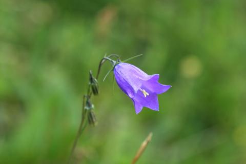 image Campanilla (Campanula cochleariifolia)