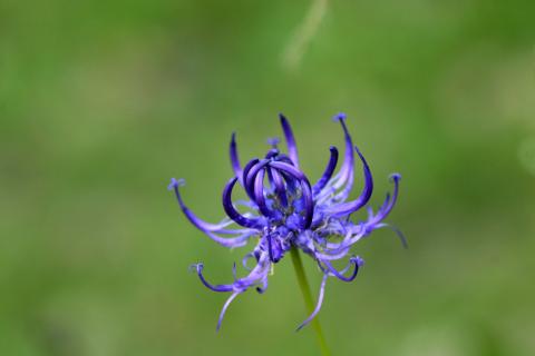 image Phyteuma orbiculare