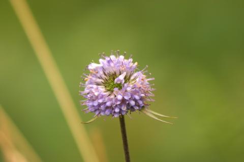 image Boton azul (Jasione montana)