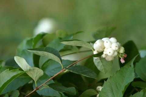 image Bola de nieve (Symphoricarpos rivularis)