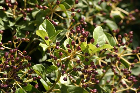 image Durillo (Viburnum tinus)