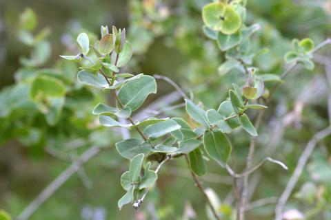 image Madreselva perfoliada (Lonicera caprifolium)