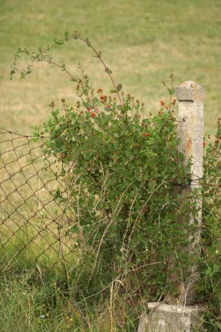 image Madreselva etrusca (Lonicera etrusca)