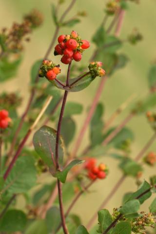 image Madreselva etrusca (Lonicera etrusca)