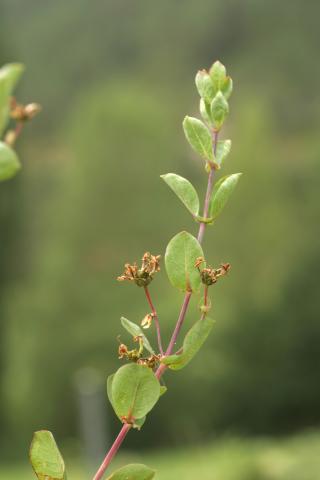 image Madreselva etrusca (Lonicera etrusca)